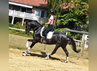 KWPN, Mare, 5 years, 16,1 hh, Black