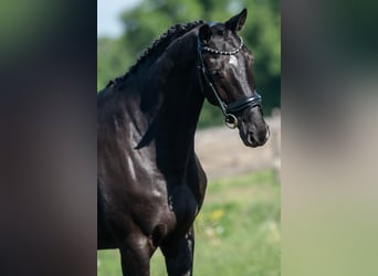 KWPN, Mare, 5 years, 16,1 hh, Black