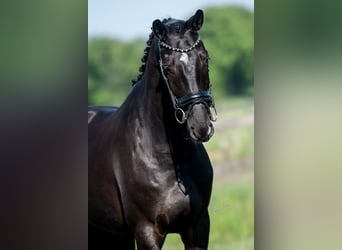 KWPN, Mare, 5 years, 16,1 hh, Black