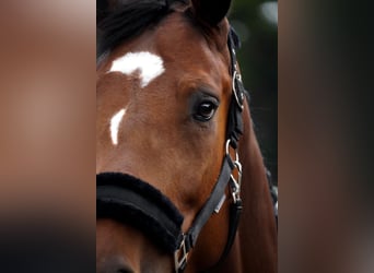 KWPN, Mare, 5 years, 16,1 hh, Black