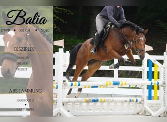 KWPN, Mare, 5 years, 16,1 hh, Black