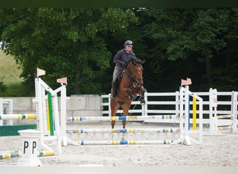 KWPN, Mare, 5 years, 16,1 hh, Black
