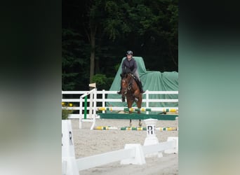 KWPN, Mare, 5 years, 16,1 hh, Black