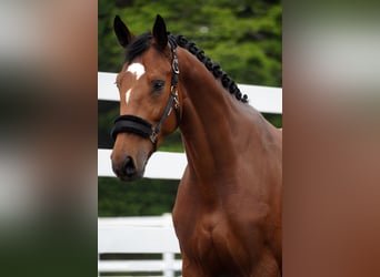KWPN, Mare, 5 years, 16,1 hh, Black