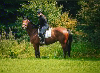 KWPN, Mare, 5 years, 16,1 hh, Black