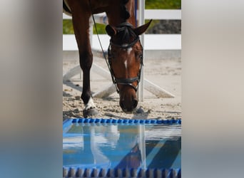 KWPN, Mare, 5 years, 16,1 hh, Black