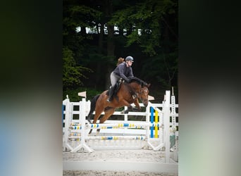 KWPN, Mare, 5 years, 16,1 hh, Black