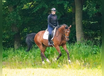 KWPN, Mare, 5 years, 16,1 hh, Black