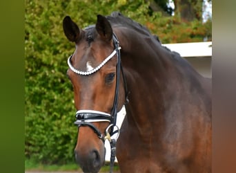KWPN, Mare, 5 years, 16,1 hh, Brown