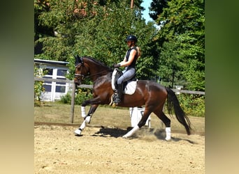 KWPN, Mare, 5 years, 16,1 hh, Brown