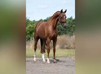 KWPN, Mare, 5 years, 16,1 hh, Brown