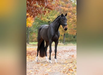 KWPN, Mare, 5 years, 16,1 hh, Brown