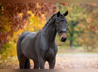 KWPN, Mare, 5 years, 16,1 hh, Brown