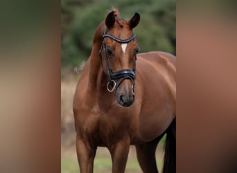 KWPN, Mare, 5 years, 16,1 hh, Brown