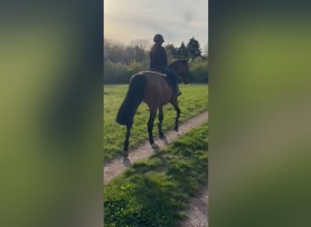 KWPN, Mare, 5 years, 16,1 hh, Brown