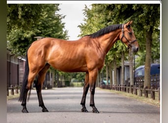 KWPN, Mare, 5 years, 16,1 hh, Brown