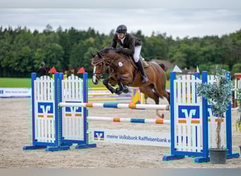 KWPN, Mare, 5 years, 16,1 hh, Brown