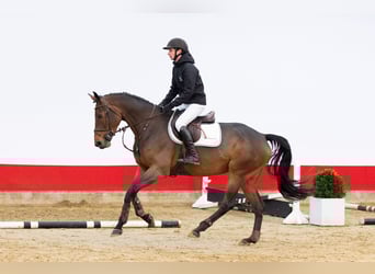 KWPN, Mare, 5 years, 16,1 hh, Brown