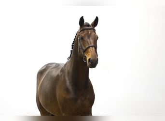KWPN, Mare, 5 years, 16,1 hh, Brown
