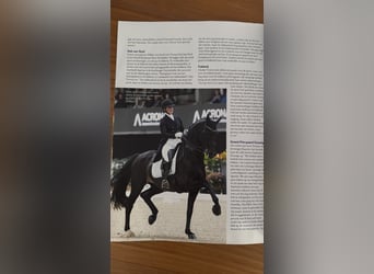 KWPN, Mare, 5 years, 16,1 hh, Brown