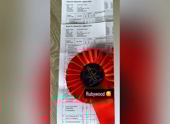 KWPN, Mare, 5 years, 16,1 hh, Chestnut-Red