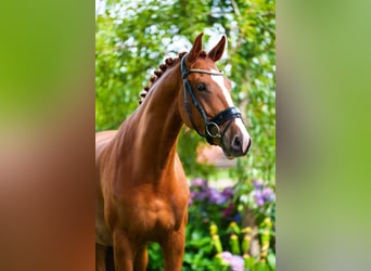 KWPN, Mare, 5 years, 16,1 hh, Chestnut-Red