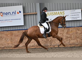 KWPN, Mare, 5 years, 16,1 hh, Chestnut-Red