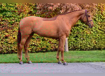 KWPN, Mare, 5 years, 16,1 hh, Chestnut-Red
