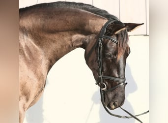 KWPN, Mare, 5 years, 16,1 hh, Smoky-Black