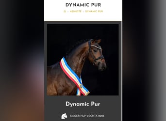 KWPN, Mare, 5 years, 16,1 hh, Smoky-Black