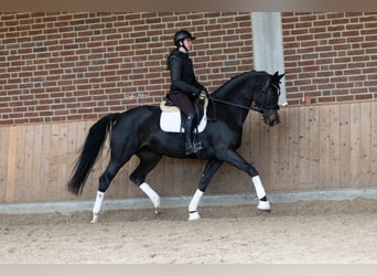 KWPN, Mare, 5 years, 16,1 hh, Smoky-Black