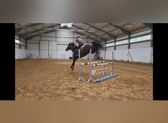 KWPN, Mare, 5 years, 16,1 hh, Smoky-Black