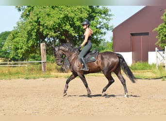 KWPN, Mare, 5 years, 16,1 hh, Smoky-Black