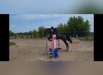 KWPN, Mare, 5 years, 16,1 hh, Smoky-Black