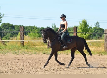 KWPN, Mare, 5 years, 16,1 hh, Smoky-Black