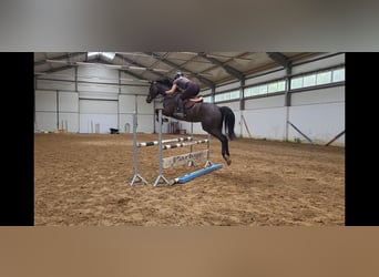 KWPN, Mare, 5 years, 16,1 hh, Smoky-Black