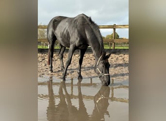 KWPN, Mare, 5 years, 16,2 hh, Black