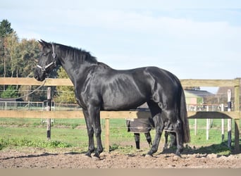 KWPN, Mare, 5 years, 16,2 hh, Black
