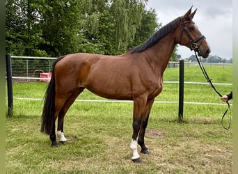 KWPN, Mare, 5 years, 16,2 hh, Brown