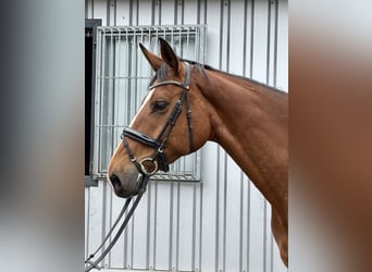 KWPN, Mare, 5 years, 16,2 hh, Brown