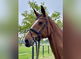 KWPN, Mare, 5 years, 16,2 hh, Brown