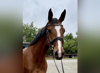 KWPN, Mare, 5 years, 16,2 hh, Brown