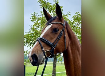 KWPN, Mare, 5 years, 16,2 hh, Brown