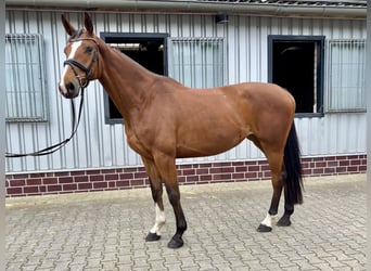 KWPN, Mare, 5 years, 16,2 hh, Brown