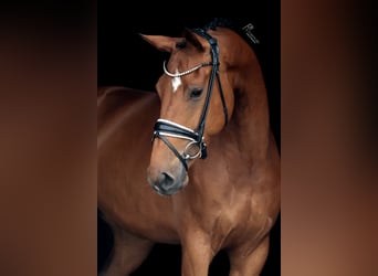 KWPN, Mare, 5 years, 16,2 hh, Brown
