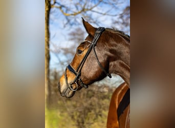 KWPN, Mare, 5 years, 16,2 hh, Brown