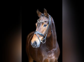 KWPN, Mare, 5 years, 16,2 hh, Brown