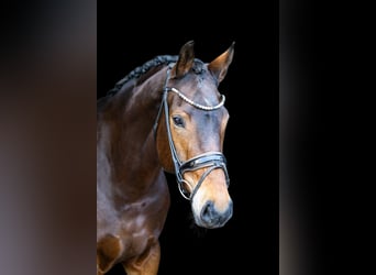 KWPN, Mare, 5 years, 16,2 hh, Brown