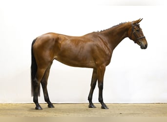 KWPN, Mare, 5 years, 16,2 hh, Brown