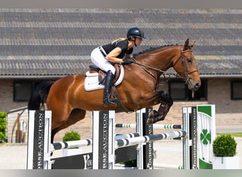 KWPN, Mare, 5 years, 16,2 hh, Brown